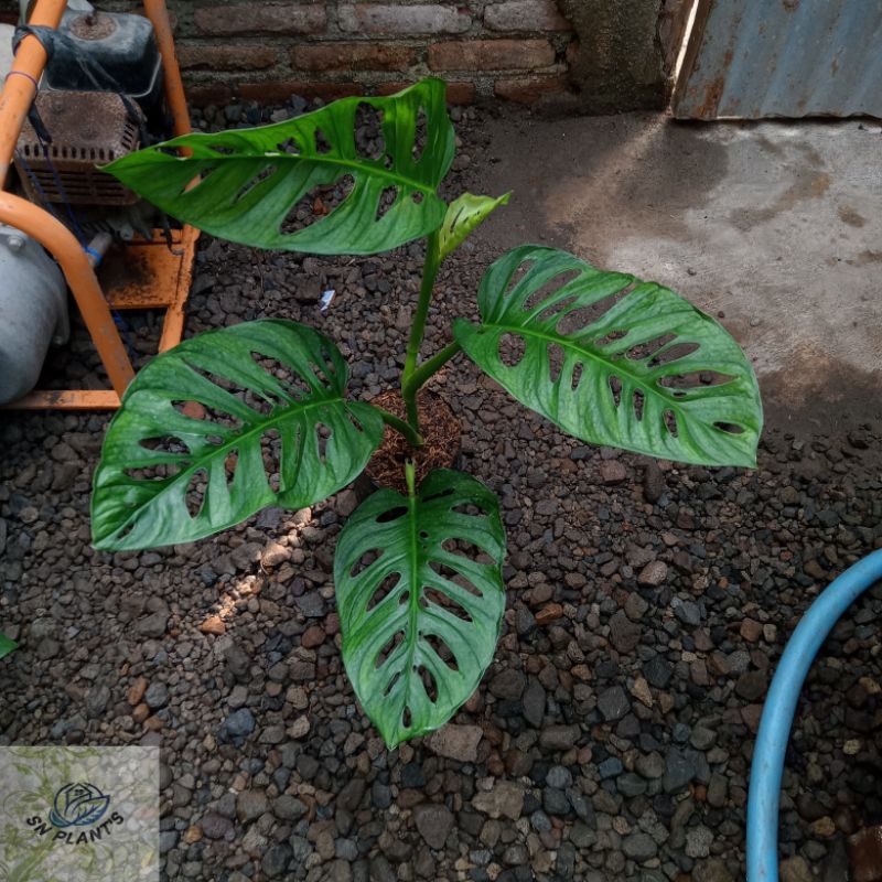 ID MONSTERA ACUMINATA.(4-5-6 DAUN BESAR)