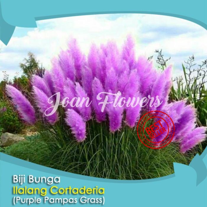 Bibit Tanaman Ilalang Cortaderia Purple Pampas Grass Benih Bibit Tanaman Hias Untuk Dekorasi Rumah