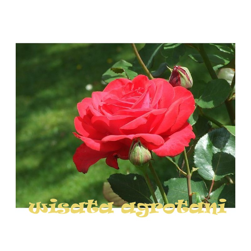 BIBIT BUNGA MAWAR MERAH RED ROSE IMPORT TANAMAN HIDUP  WISATA AGROTANI