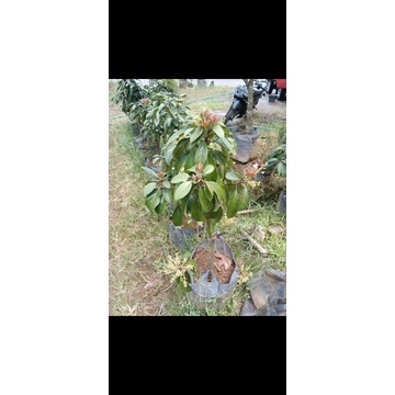 bibit Alpukat mentega&aligator