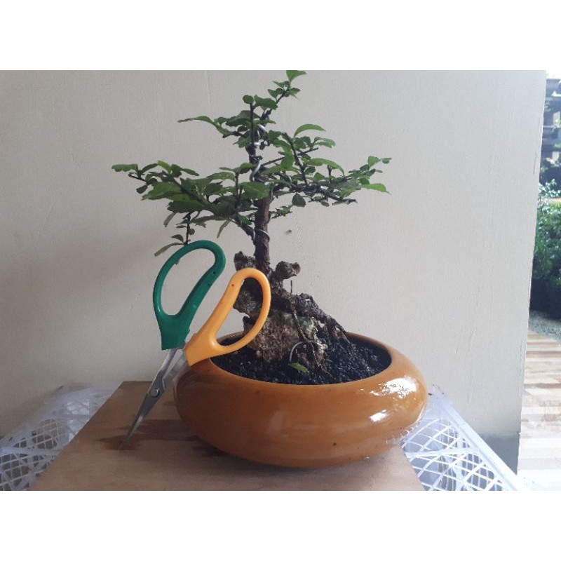 gunting pruning potong daun gagang pendek GTG001