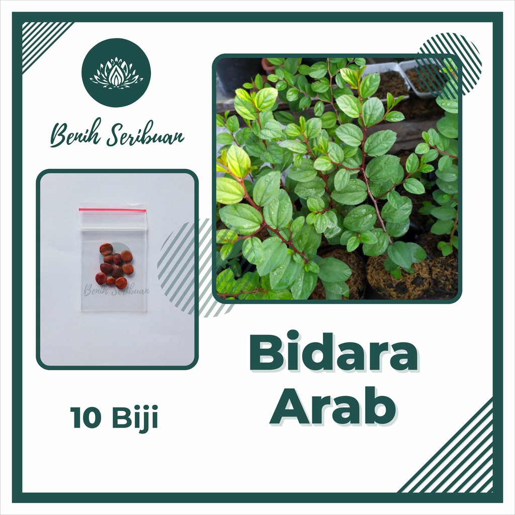 BS-BYL Benih Herbal Bibit Herb Herba Daun Mint Peppermint Lavender Basil Kale Kucai Coriander Parsley Alfalfa Grass-BIDARA ARAB