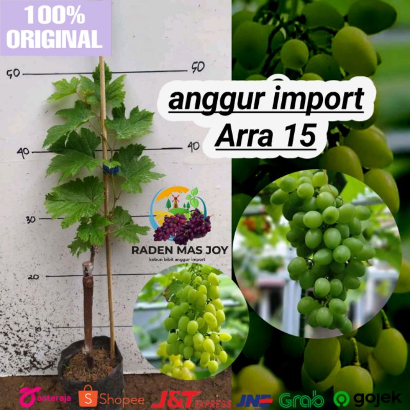 Bibit anggur import Arra 15