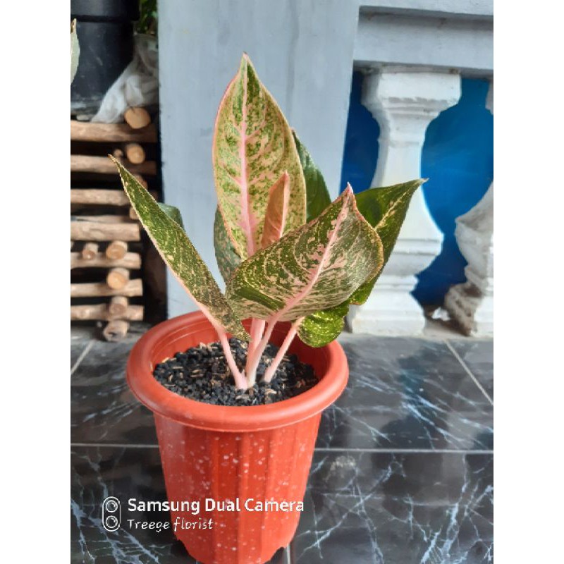 aglonema shinta paling dicari