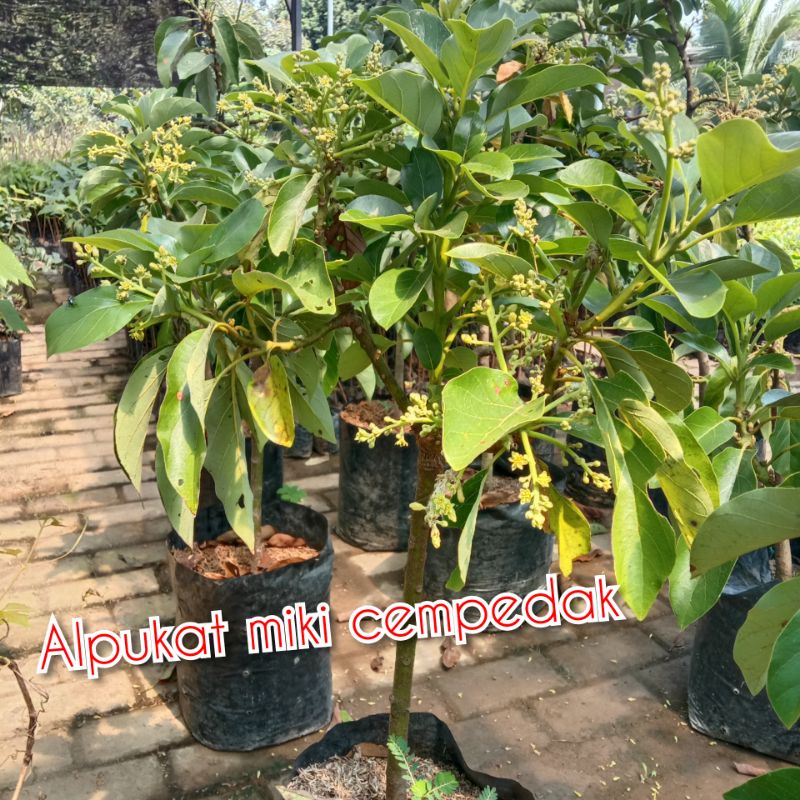 PAKET 5 BIBIT ALPUKAT MIKI SAMBUNG PUCUK CEPAT BUAH