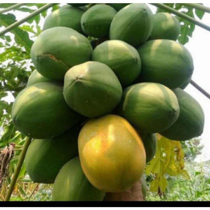 Bibit Pepaya Thailand atau Bangkok
