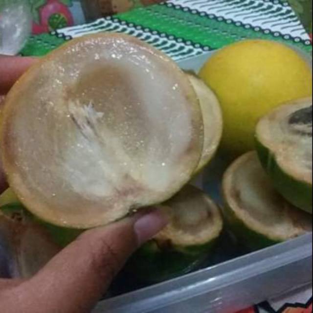 Bibit sawo australia sawo ABIU