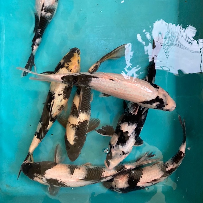 IKAN KOI SHIRO Blitar 31-33cm Grade A+