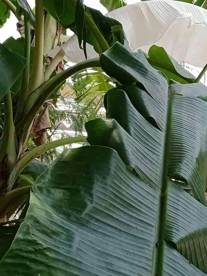 Pisau Sirkel Circle 7 Inch X 40 T