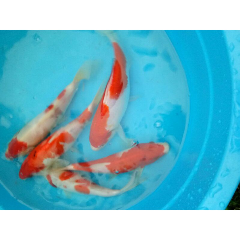 ikan.koi.khaku.sanke.showa.15-20cm