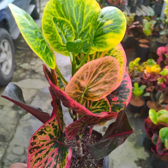 tanaman hias bunga puring apel rehana
