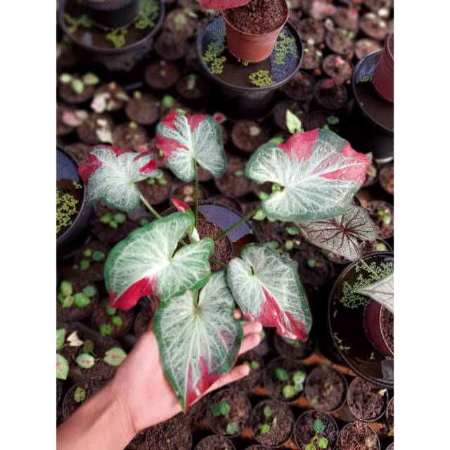 Bibit Caladium Shy Cool Shopee Indonesia