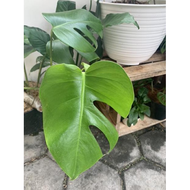 Tanaman Philodendron Monstera Deliciosa Monstera Borsigiana Tanaman Indoor Dan Outdoor Murah Kode Shopee Indonesia