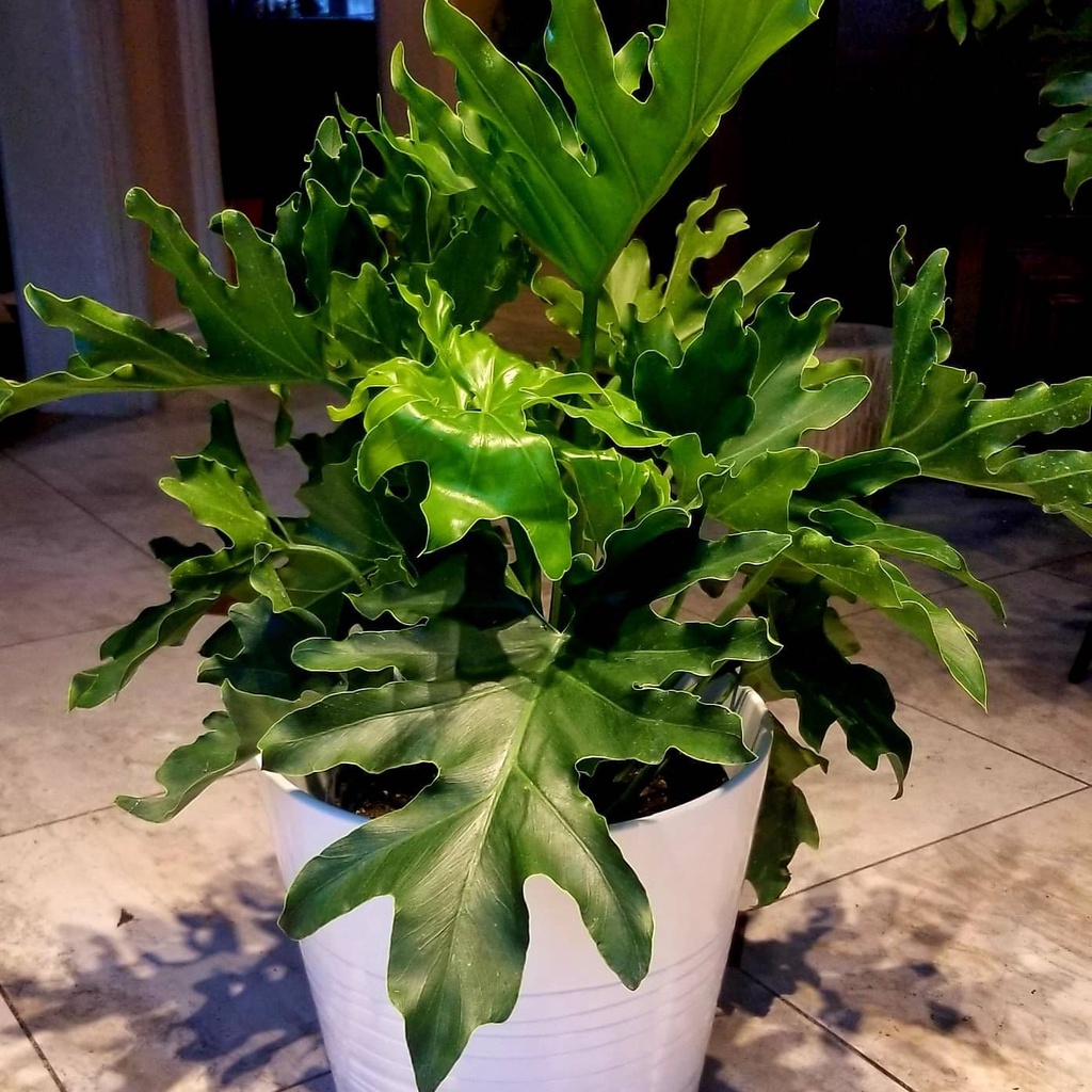 Monstera deliciosa Philodendron Monstera