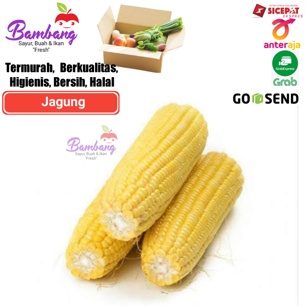 

jagung manis jagung sayur jagung fresh 1 pcs