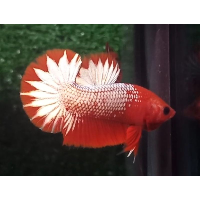 fccp red head