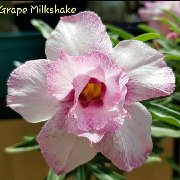 

promo Bibit bunga kamboja adenium grape milkshake murah