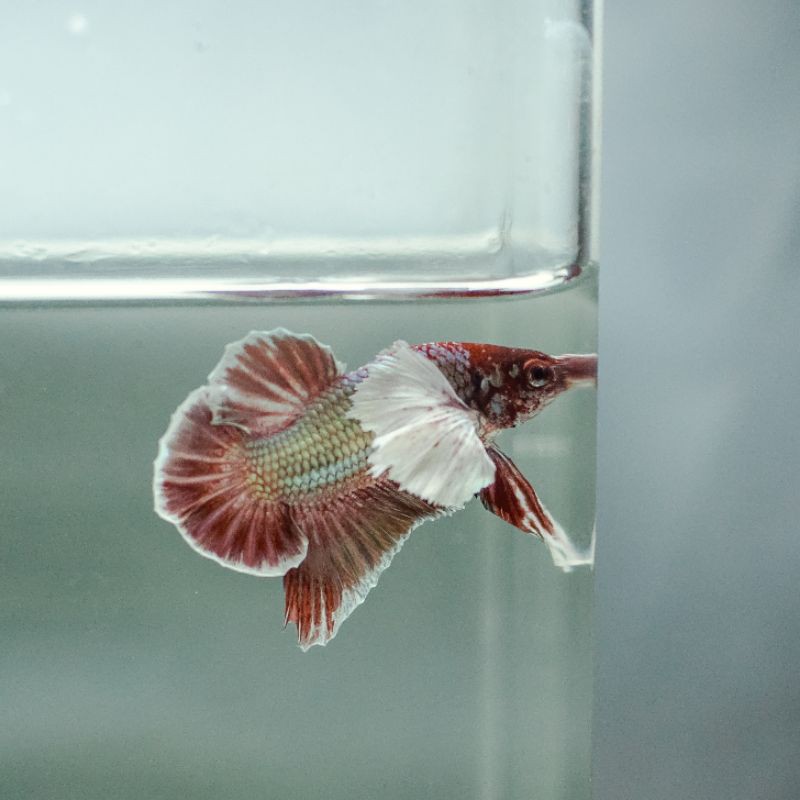 cupang dumbo ear red cooper