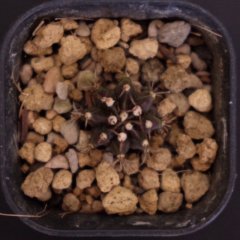 Kaktus Gymnocalycium Black Pearl
