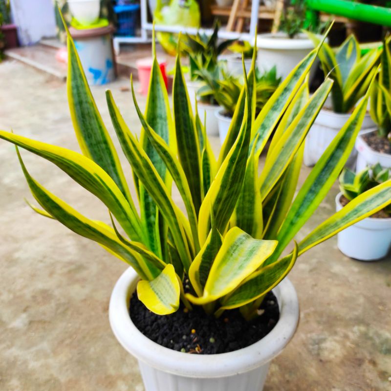Sansevieria Yellow Thrive / Sansivera Unik Langka
