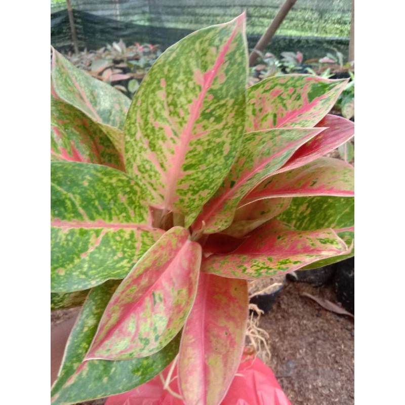 Aglonema Big Roy MURAH