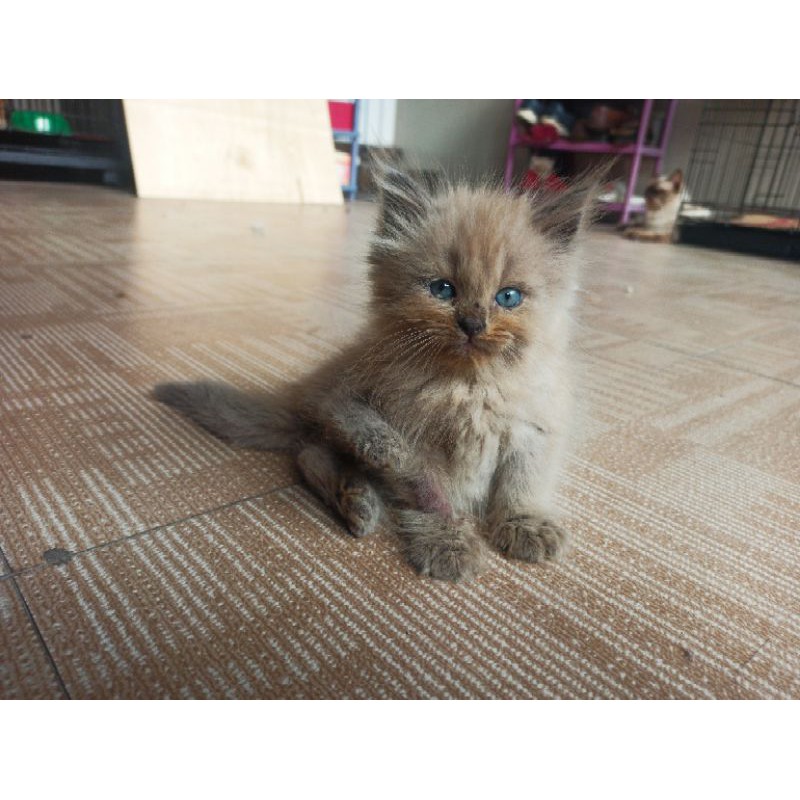 Kucing Kitten Himalaya Ragdoll Bandung