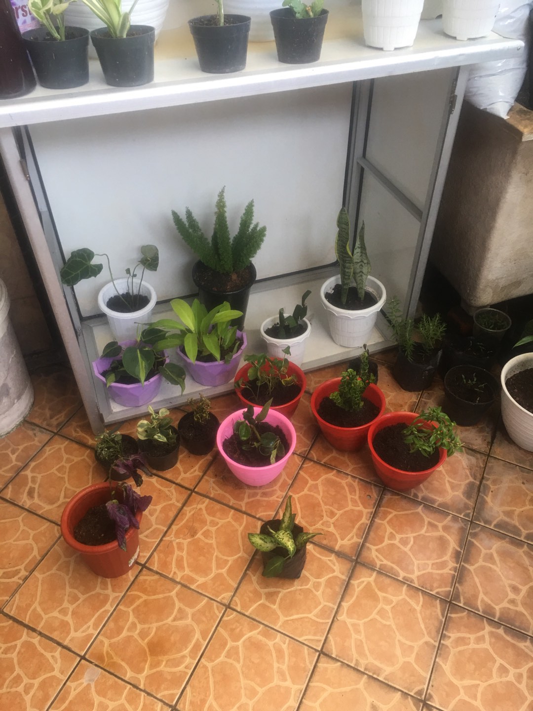 Tanaman Hias Bunga Asoka Tusuk Sate - Soka Tusuk Sate