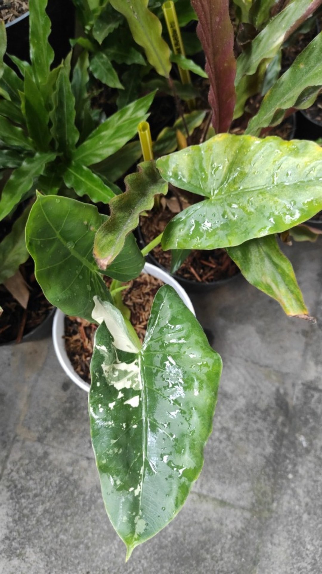 Tanaman Bunga Keladi Tikus Variegata