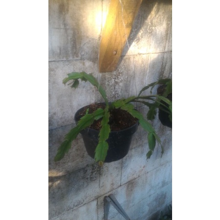 bunga wijaya kusuma hibrid