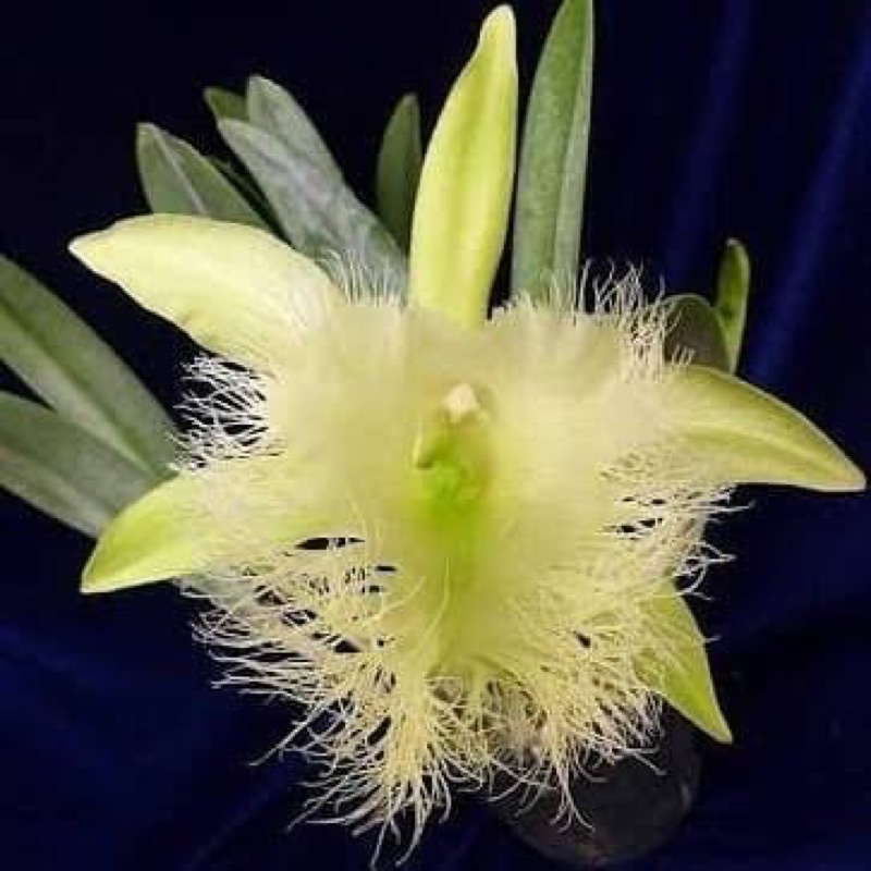 anggrek catty cattleya cattleya brassavola digbyana dewasa