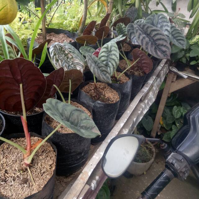  Tanaman  Hias  Keladi  Tengkorak  daun 2 Shopee Indonesia