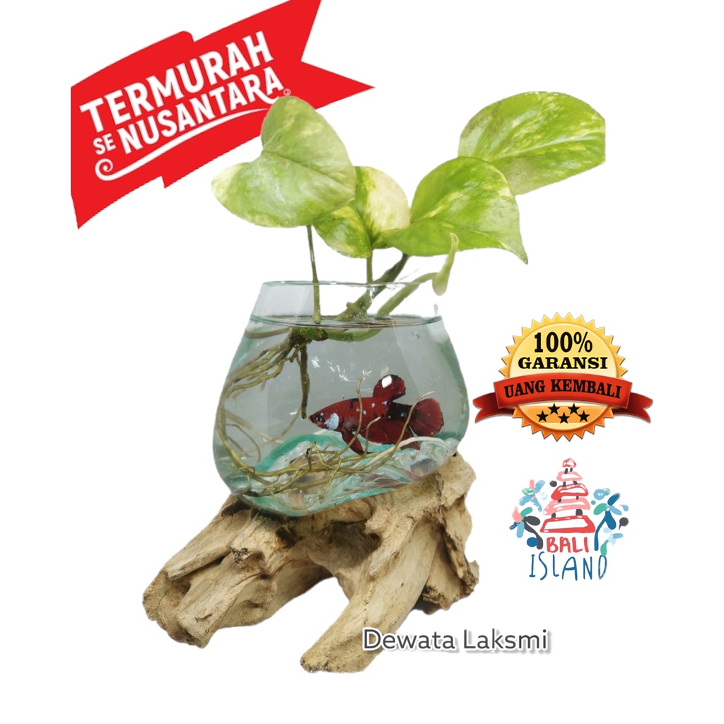 Aquarium mini | aquarium cupang | aquarium tiup | aqarium akar size S Asli Bali | aquarium unik