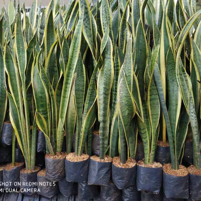 NEW PRODUCK Paket 10 tanaman hias sansevieria lidah mertua - pohon lidah mertua
