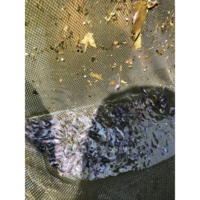 

Bibitlelesangkuriang