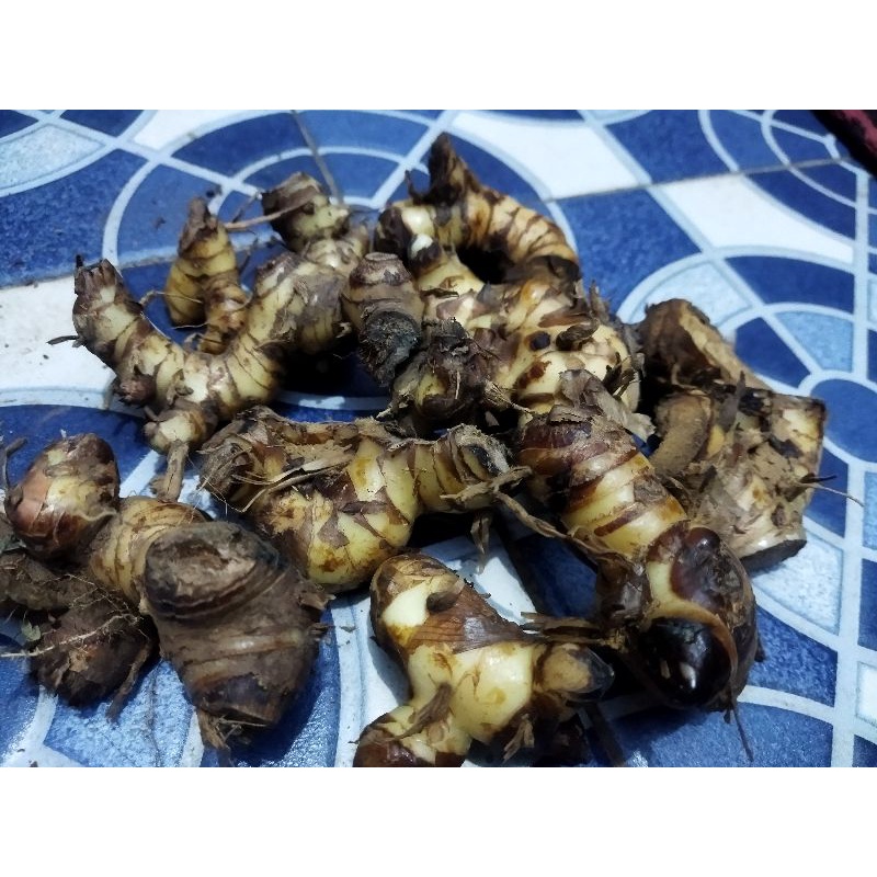 

LENGKUAS SEGAR BUMBU MASAKAN 200 GRAM