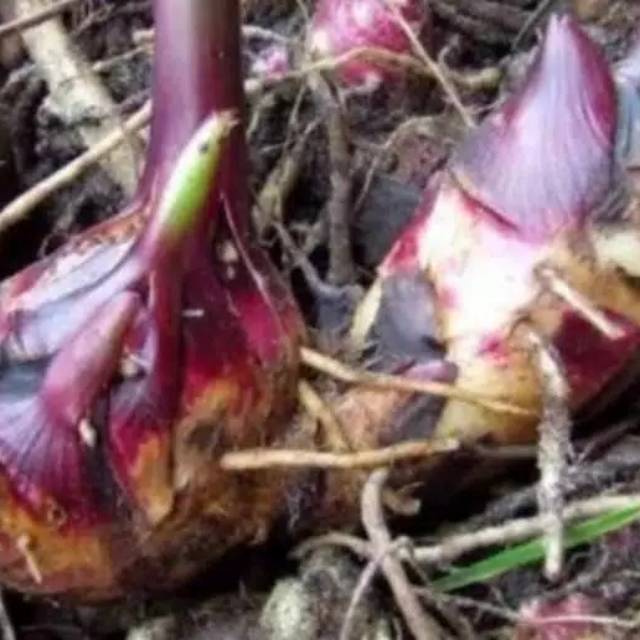 

HEMAT! Umbi ganyong merah segar 1 kg