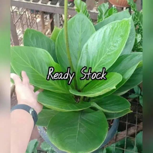 Tanaman hias athurium jermani