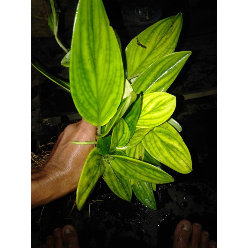 scindapsus treuby golden per50(600rb)