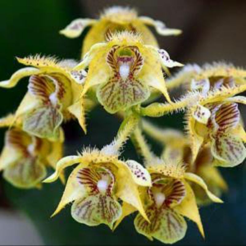 Anggrek Dendrobium Macrophyllum Jawa | Macro Jawa | Dendrobium Macrophyllum