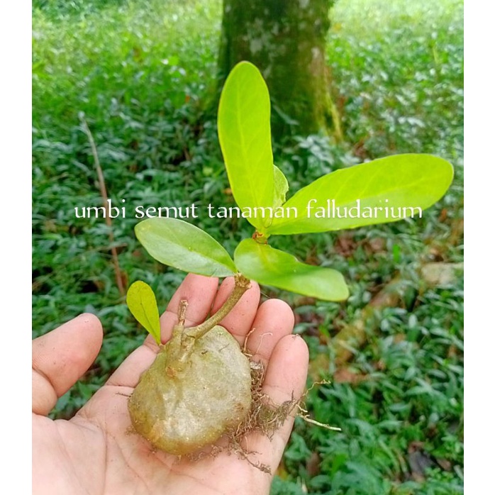 tanaman paludarium
