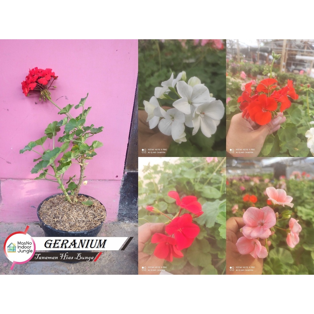 Tanaman Bunga Geranium - Tanaman Hias Geranium Tegak