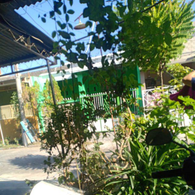 Rimpang Bangle / Panglai 1kg Obat Herbal