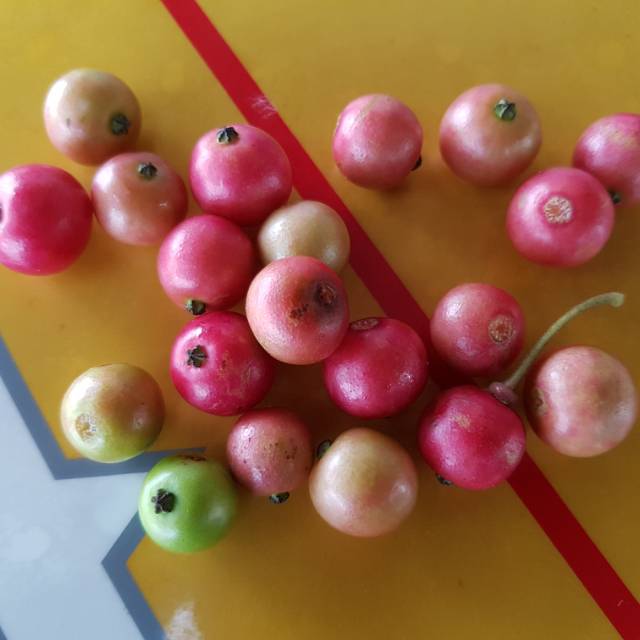 

Buah Kersen