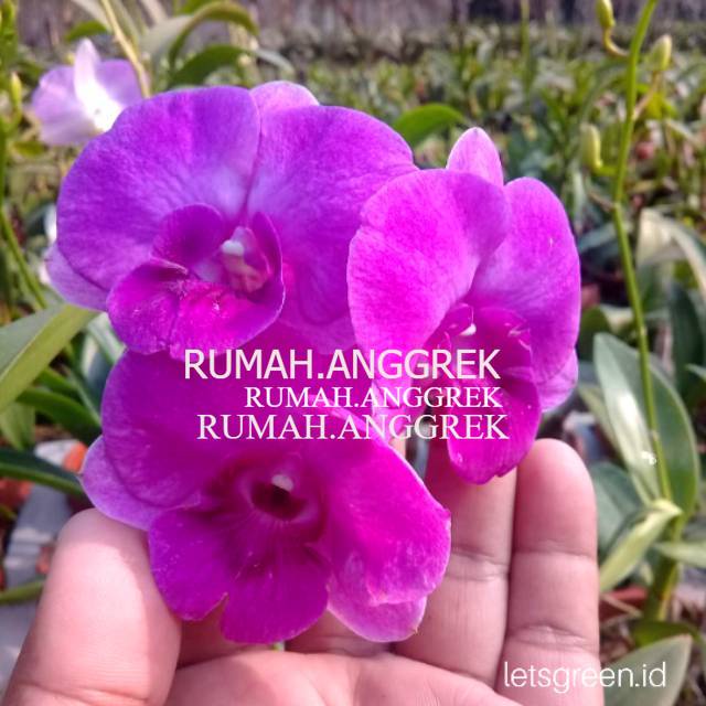 Anggrek Dendrobium Udom Sri Thailand - Tanaman Hias Hidup - Bunga hidup - Bunga hias