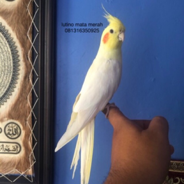 jual cockatiel