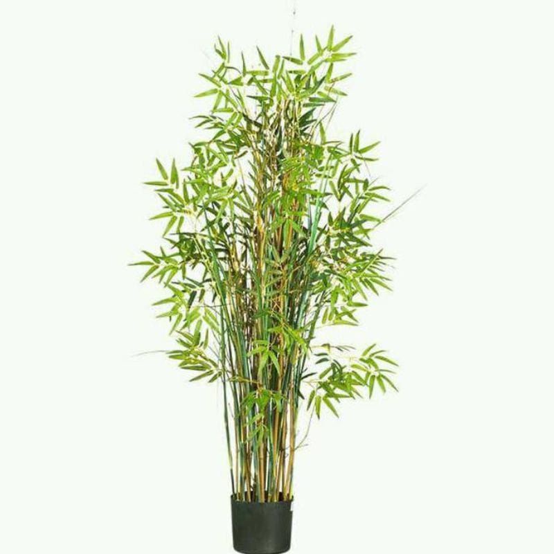 tanaman hias bambu kuning/pohon  hias bambu kuning/bibit pohon hias bambu kuning