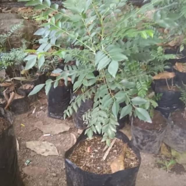 Pohon Kari / Salam Koja - Bibit Tanaman Pohon Salam Koja / Pohon Daun Kari