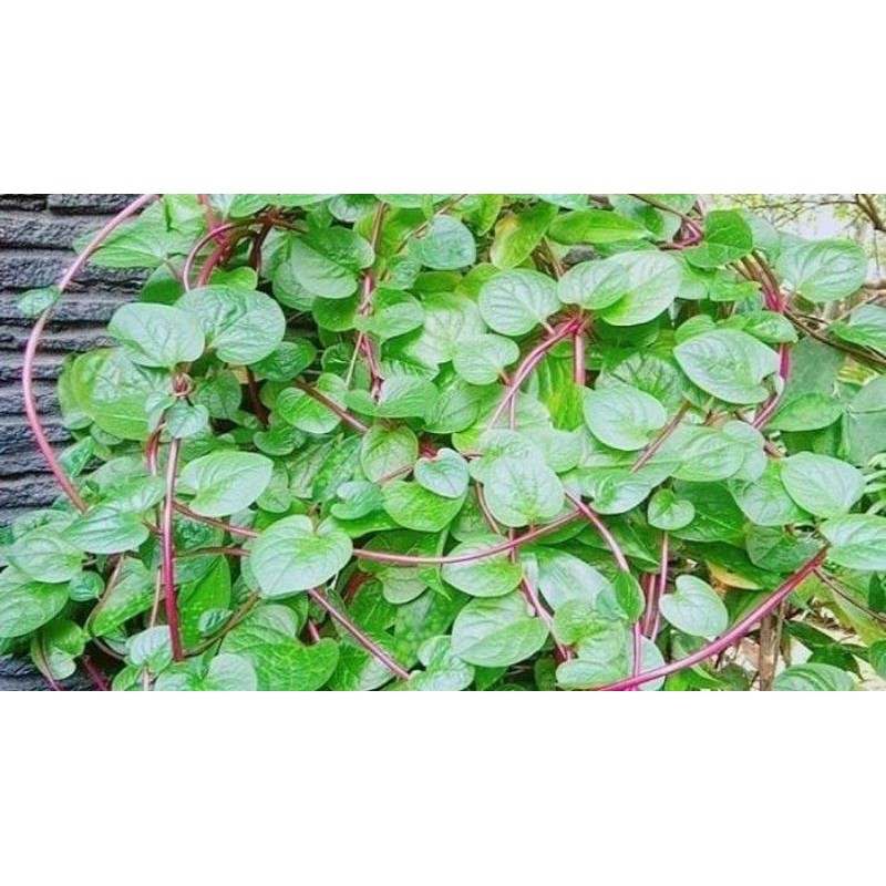 

daun binahong serba guna