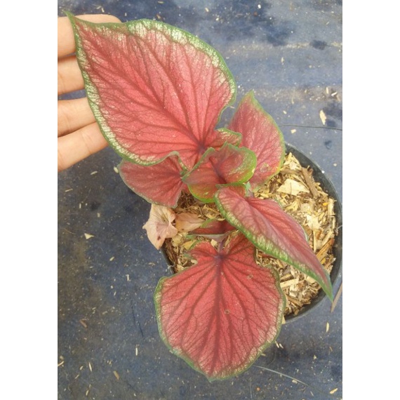 caladium red jaguar
