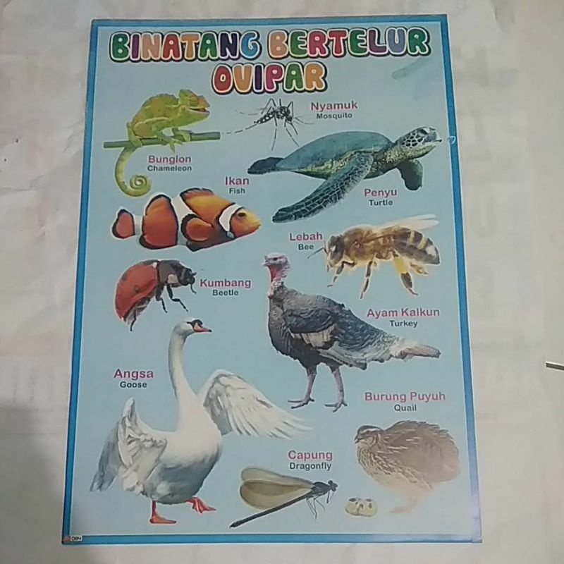 paket 10 poster Poster Edukasi anak Poster Dinding Tempelan Dinding/ABC /Hijaiyah/angka 1-30/transportasi/margasatwa/burung/buah/reptil/binatang bertelur/belajar baca/Paket poster edukasi anak